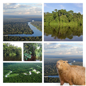 Amazon Rainforest Land Protection Pack